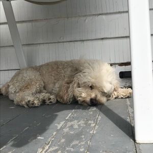 Meet your Posher, Samantha